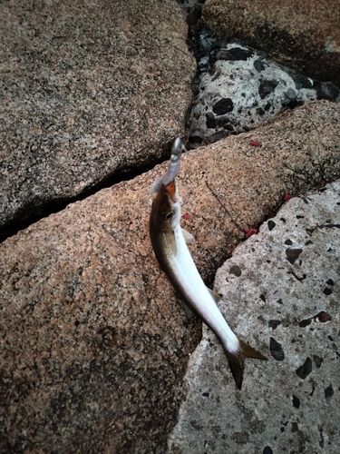 カマスの釣果