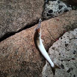 カマス
