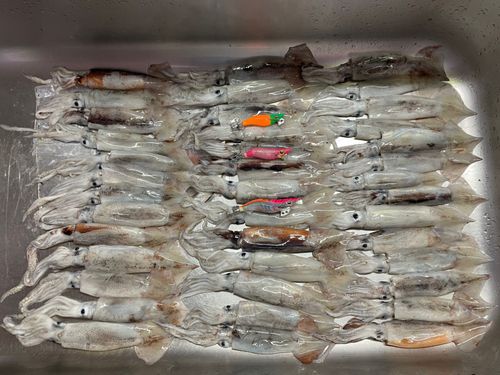 スルメイカの釣果