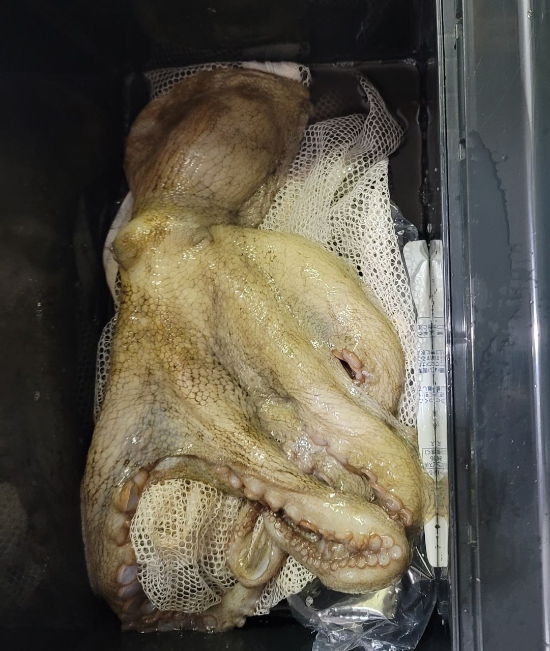 初心者🔰女子さんの釣果 1枚目の画像