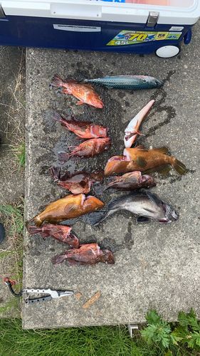 キジハタの釣果