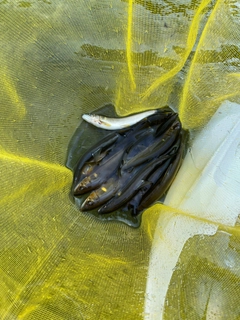アユの釣果