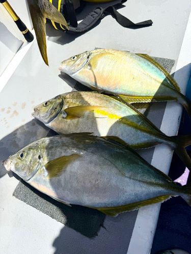 シマアジの釣果