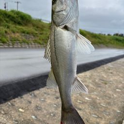 シーバス