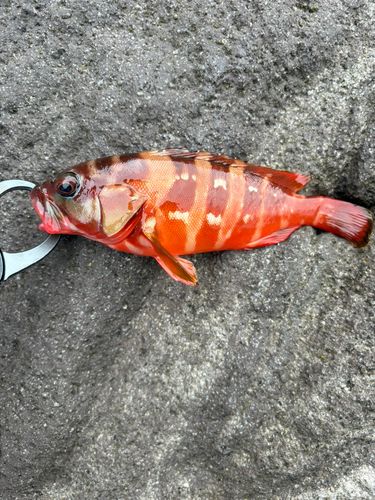 アカハタの釣果
