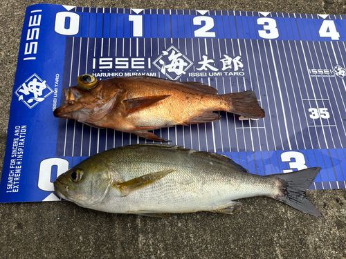 イサキの釣果