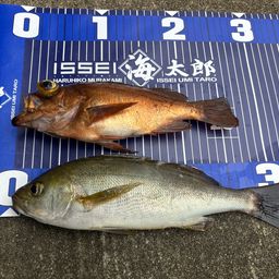 イサキ