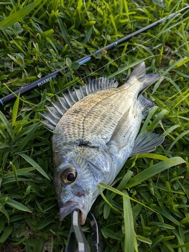 ミナミクロダイの釣果