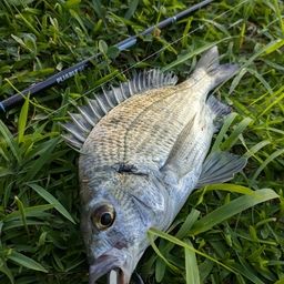 ミナミクロダイ