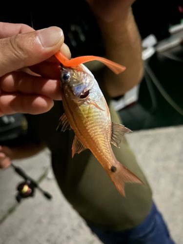 ネンブツダイの釣果