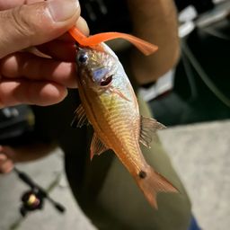 ネンブツダイ