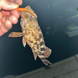 カサゴ