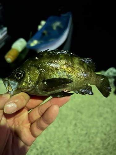 メバルの釣果
