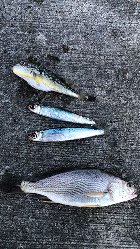 釣果