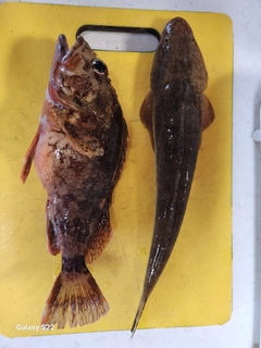 カサゴの釣果