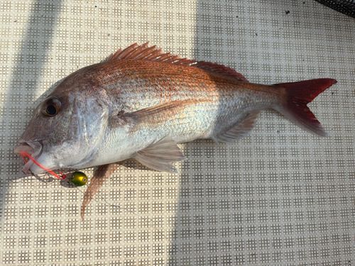 マルアジの釣果