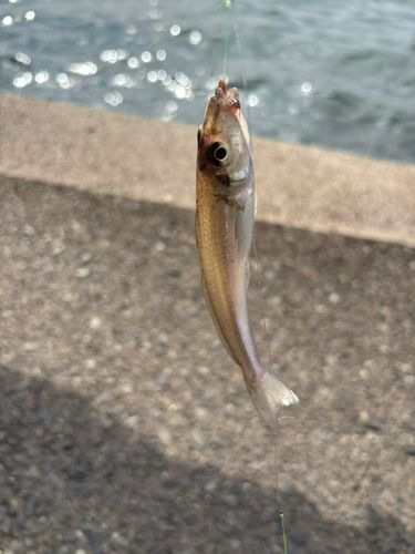 シロギスの釣果