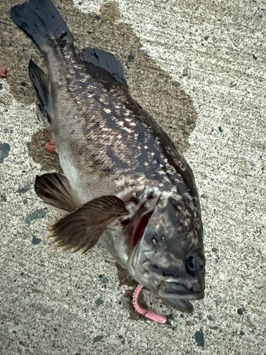 クロソイの釣果