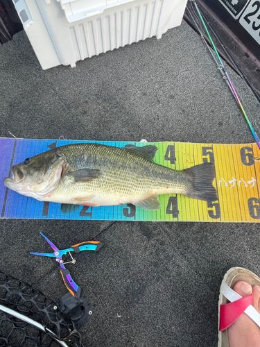 ブラックバスの釣果