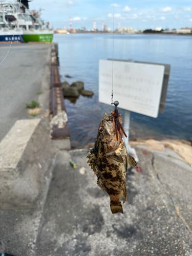 タケノコメバルの釣果