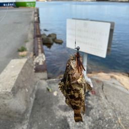 タケノコメバル