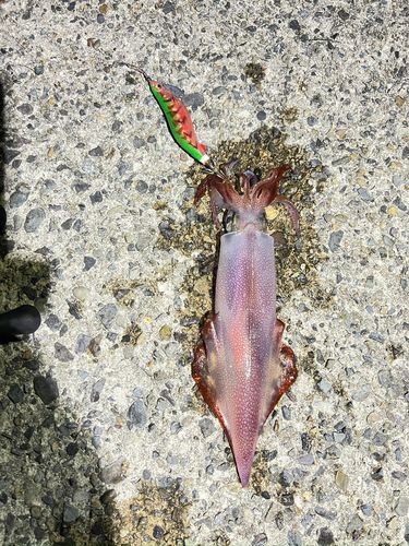 ケンサキイカの釣果