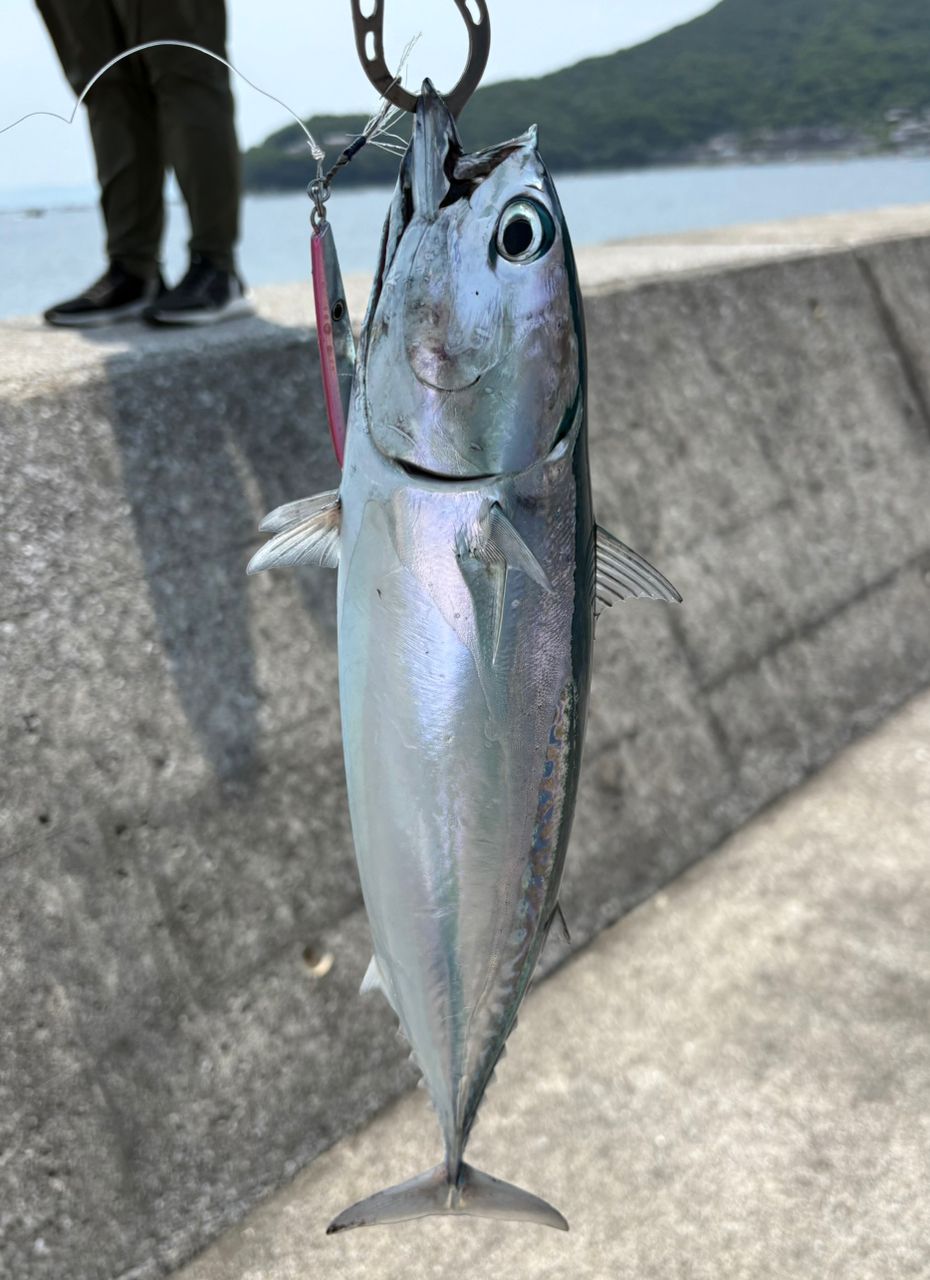 DAIWA 23シーバスフラット X 96Mの最安値・インプレ・釣果