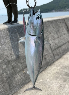 ソウダガツオの釣果
