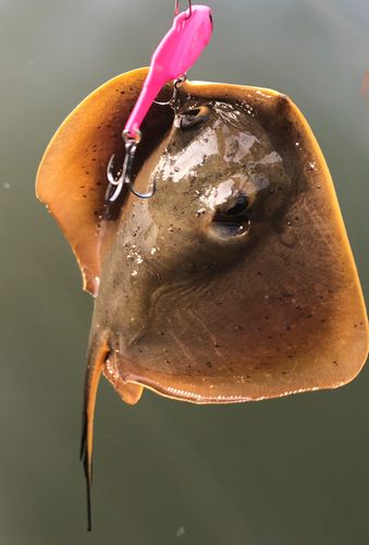 アカエイの釣果