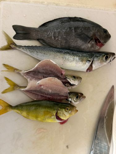 ワカシの釣果
