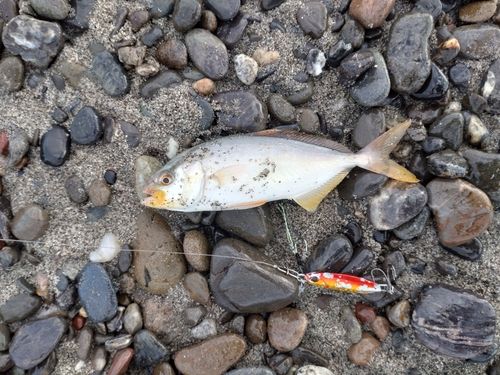 ショゴの釣果