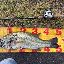 ラージマウスバス