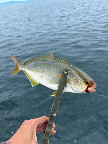 ネリゴの釣果