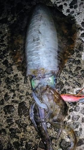アオリイカの釣果