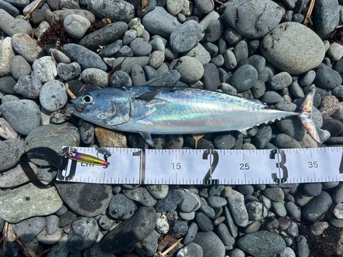 ソウダガツオの釣果