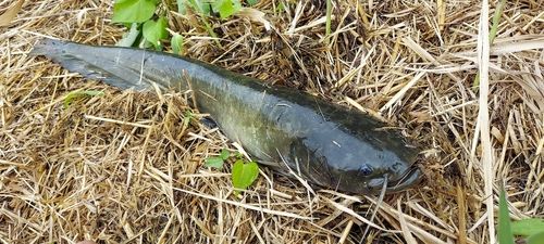 ナマズの釣果