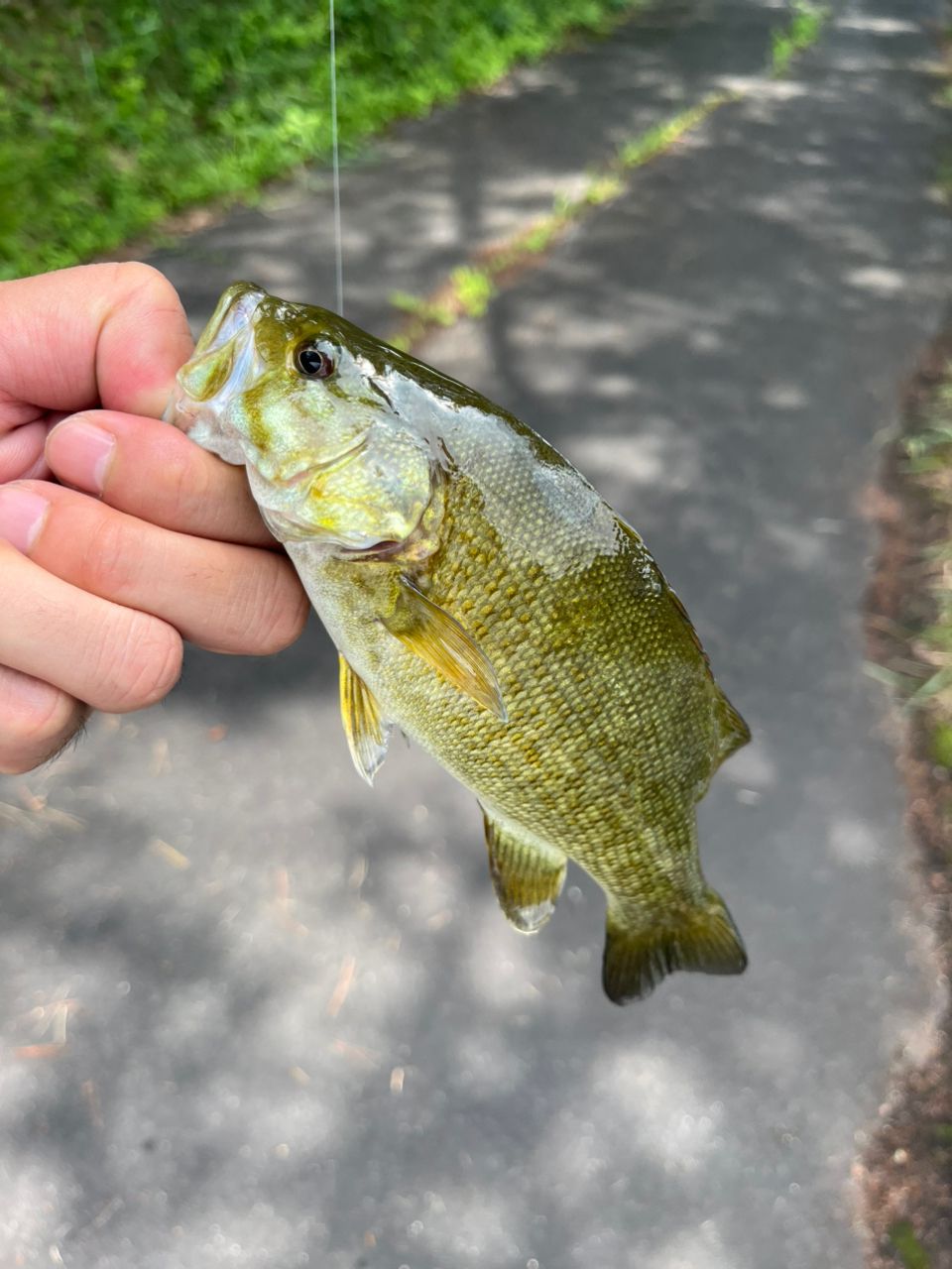 スモールマウスバス