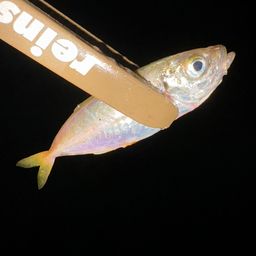 アジ