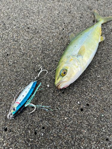 ワカシの釣果
