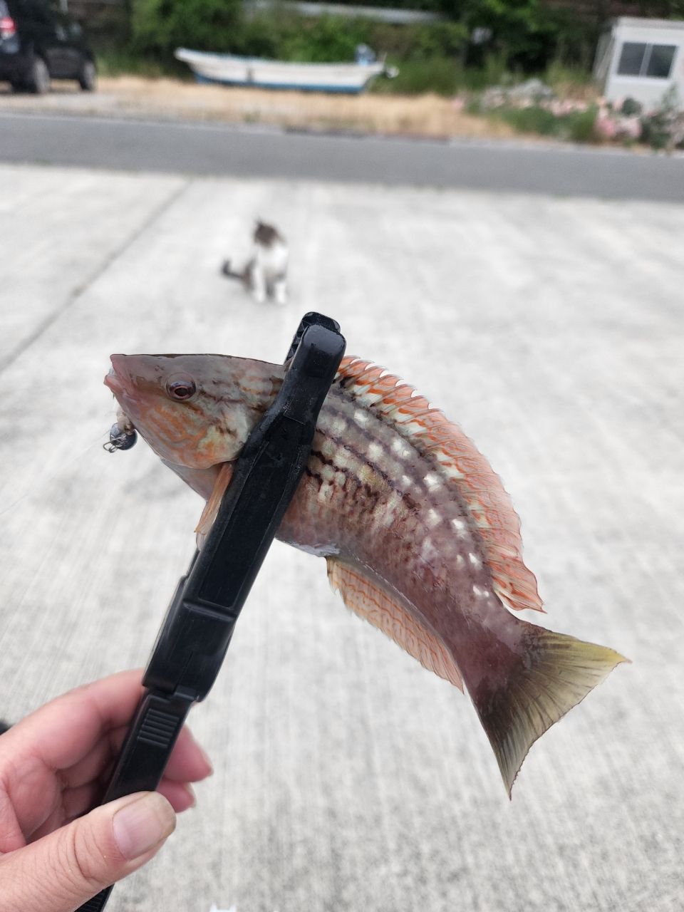 ホシササノハベラ