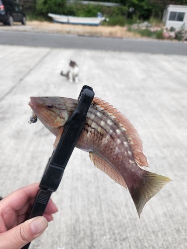 ホシササノハベラの釣果