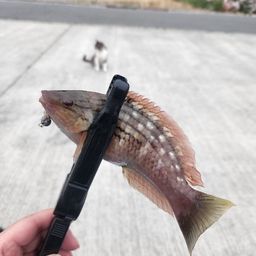 ホシササノハベラ