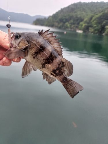 クロメバルの釣果