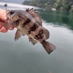 クロメバル