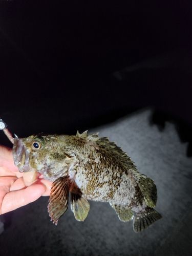 ムラソイの釣果