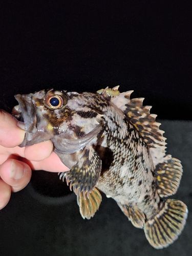 オウゴンムラソイの釣果