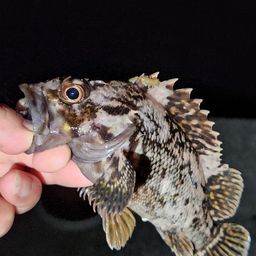 オウゴンムラソイ