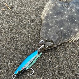 ヒラメ