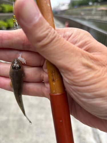 マハゼの釣果