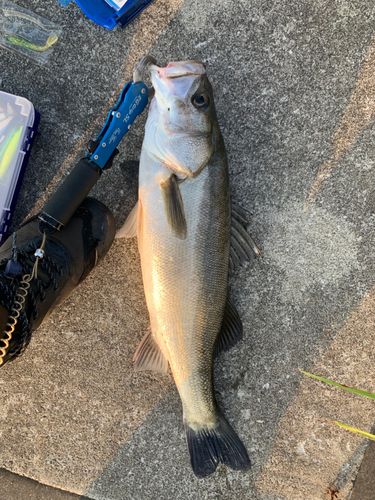 シーバスの釣果